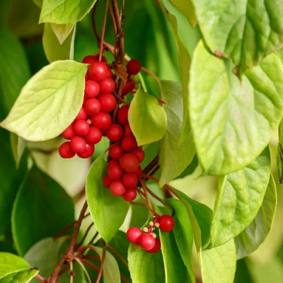 Schizandra chinensis