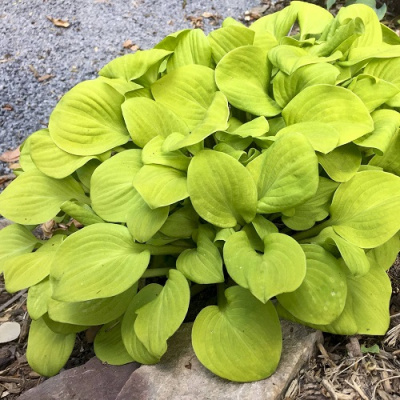 Hosta Sun Mouse_1