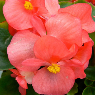 Begonia Ambassador Coral_2
