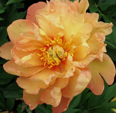 Paeonia ITOH Singing in the Rain