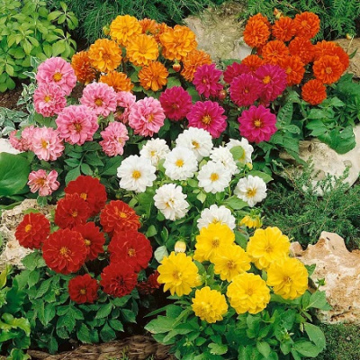 Dahlia Figaro Mix
