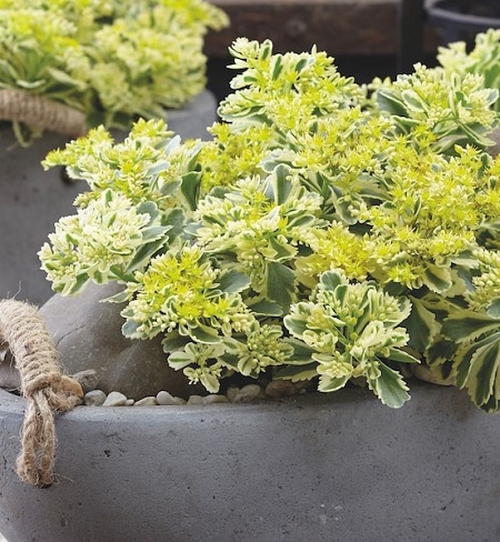 Sedum Atlantis_1