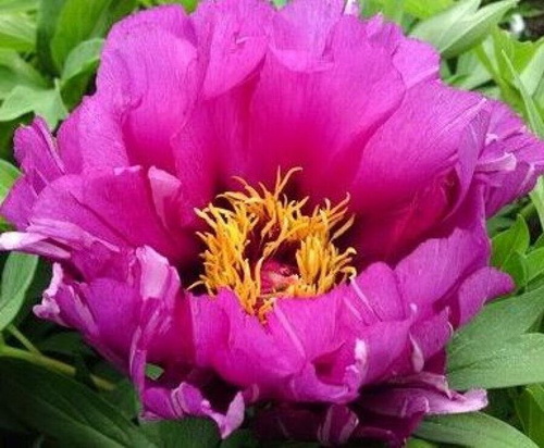 Paeonia itoh Morning Lilac_3
