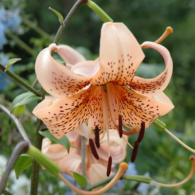 Lilium Tiger Babies