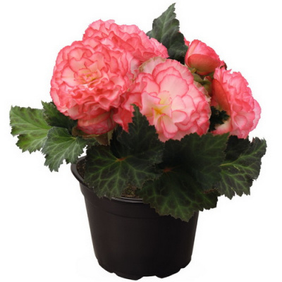 Begonia NonStop Rose Picotee