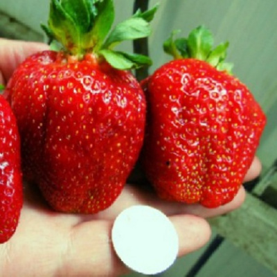 Fragaria Asia