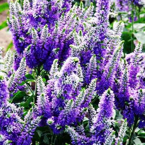 Veronica spicata Blue Bomb