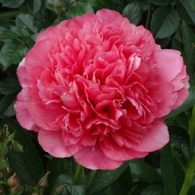 Paeonia Lactiflora Lorelei (1)