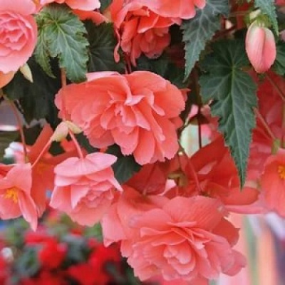 Illumination Salmon Pink