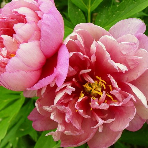 Paeonia Pink Double Dandy_3