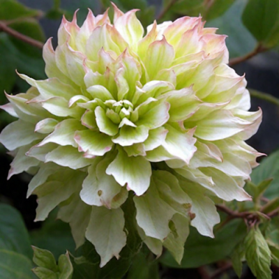Clematis Midori