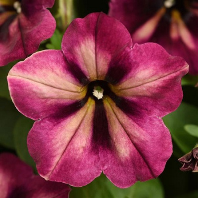 Petunia Collection Jelly Roll