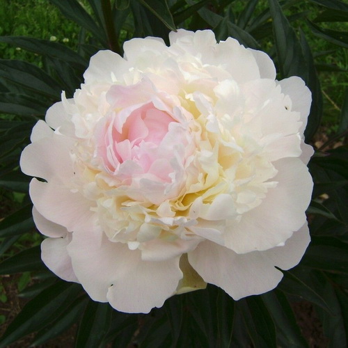 Paeonia Vogue