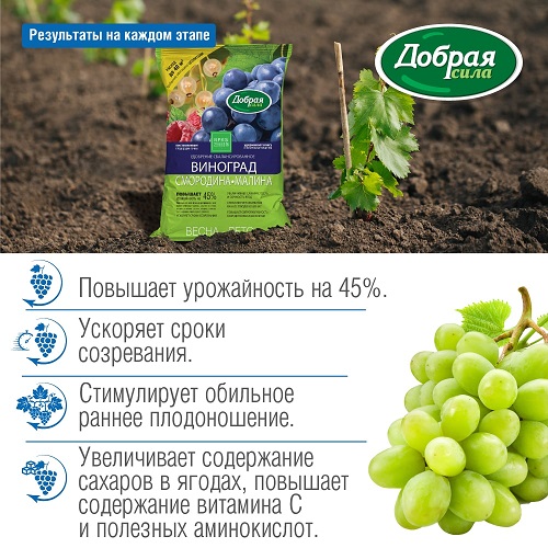 full_DS_vinograd_malina_rezult-min