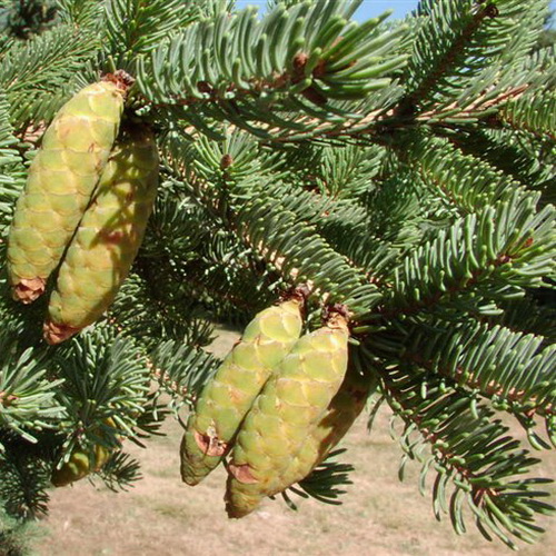 Picea thianschanica_3