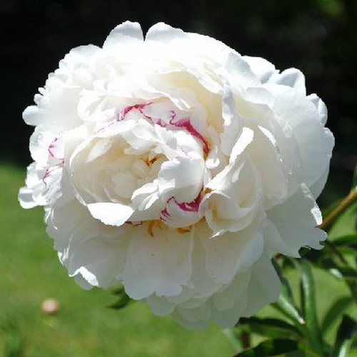 Paeonia Boule de Neige_2