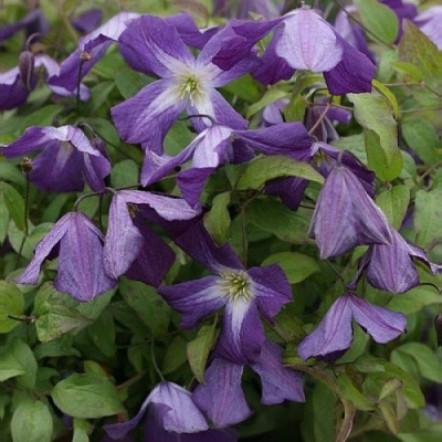 Clematis Little Bas