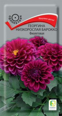 Георгина Барокко Фиолетовая