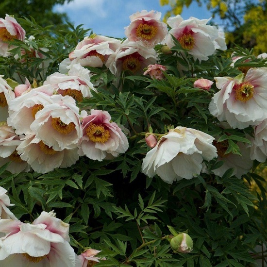 Paeonia Helene Martin