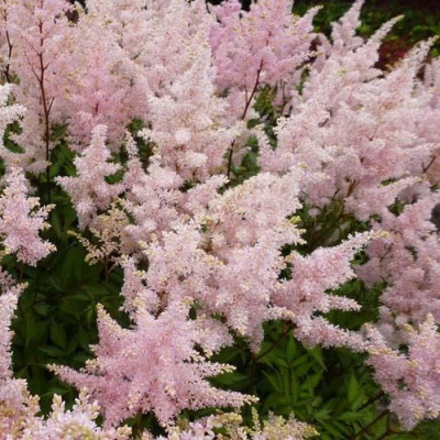 Astilbe japonica Peach Blossom
