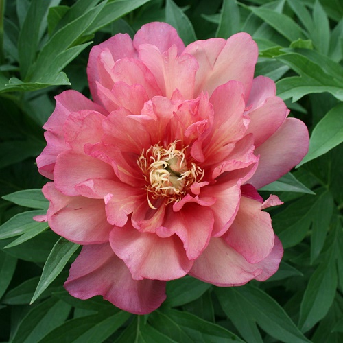 Paeonia Julia Rose