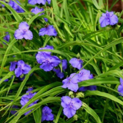 Традесканция Званенбург Блу (Zwanenburg Blue)