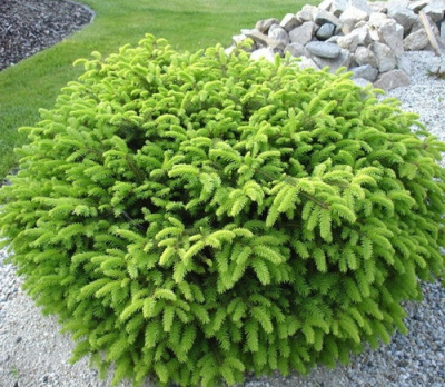 Picea abies Nidiformis