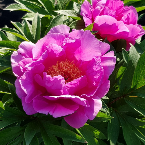 Paeonia Gordon E. Simonson