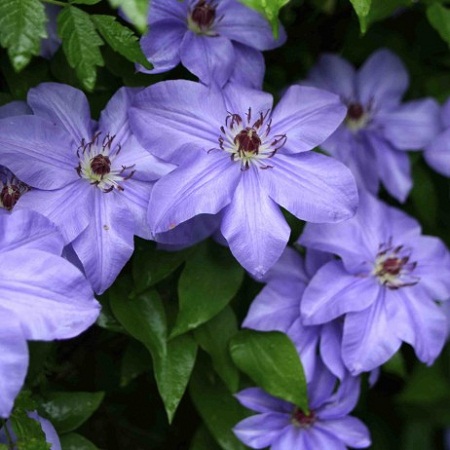 Clematis Hybrida Sieboldii