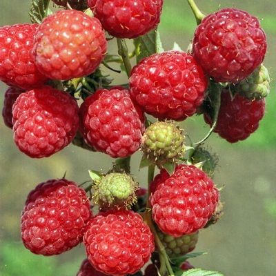 malina Brigantina