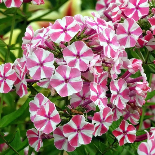 Phlox Peppermint Twist_2