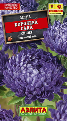 Астра Королева сада синяя