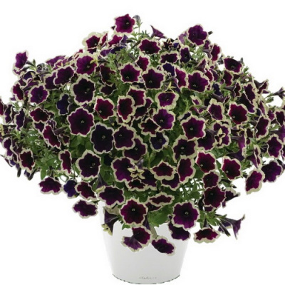 Petunia Cascadias Rim Magenta