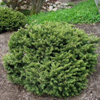 Picea abies Pumila