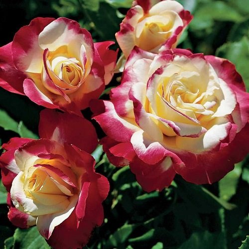 rosa_double_delight_4