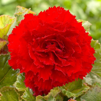 Begonia Fimbriata Scarlet