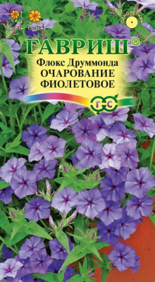 Флокс друммонда Очарование фиолетовое