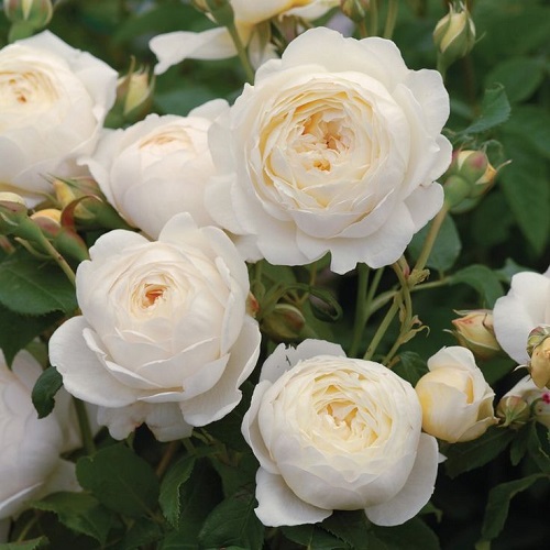 Rosa Claire Austin_1