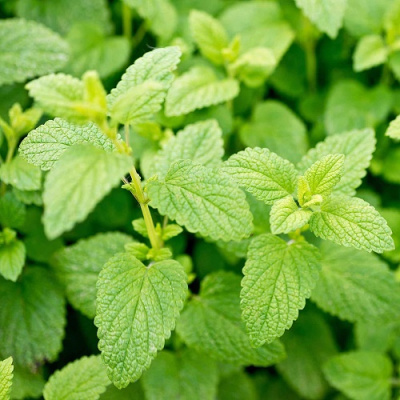 Мята Лимонная (Mentha Lemon)