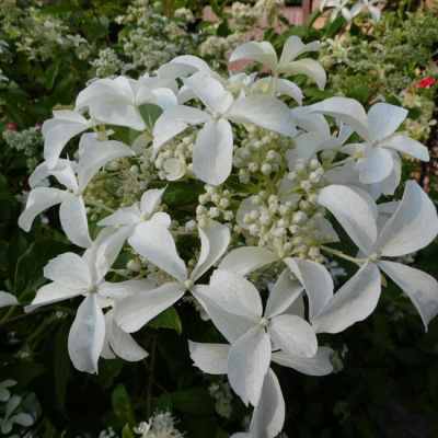 Star Rose