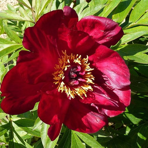 Paeonia Scarlet Heaven_1