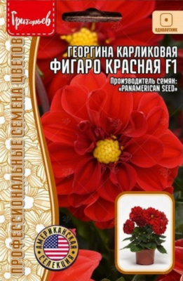 Георгина Фигаро махровая красная