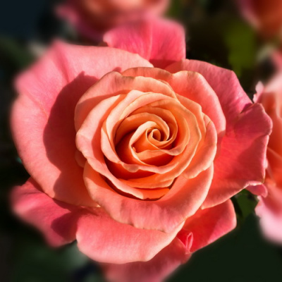 Rosa Miss Piggy