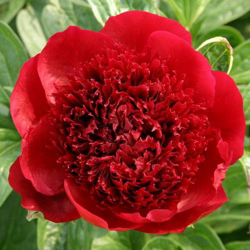 Paeonia Red Charm_1