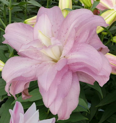 Lilium oriental hybrids Lotus Queen