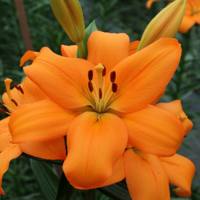 Lilium Ravello