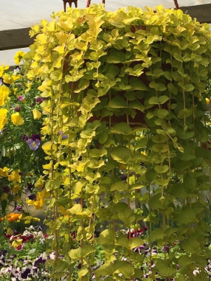 Lysimachia Golden Foliage