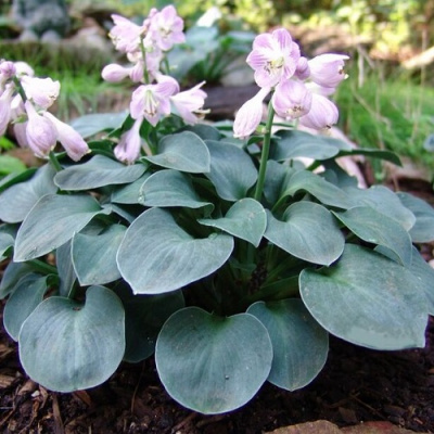 Hosta Blue Mause Ears_5