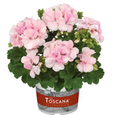 Pelargonium zonale Smart Light Pink