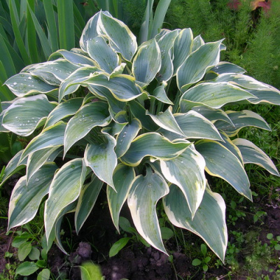 Hosta hybrid Firn Line